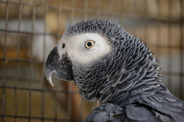 Estratégias eficazes para controlar e prevenir mordidas e agressões em gatos